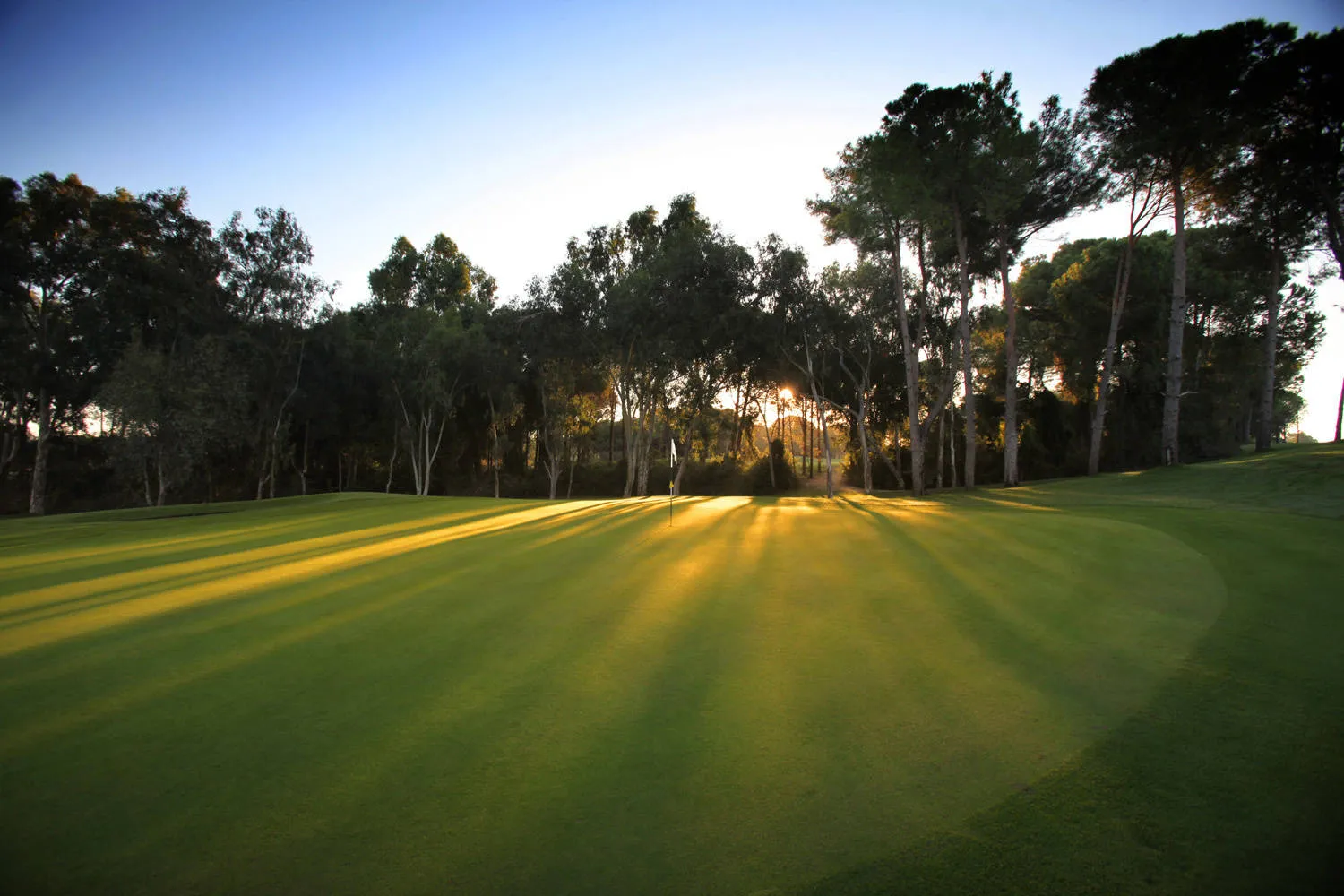 Fairway im Gegenlicht zwischen Pinien