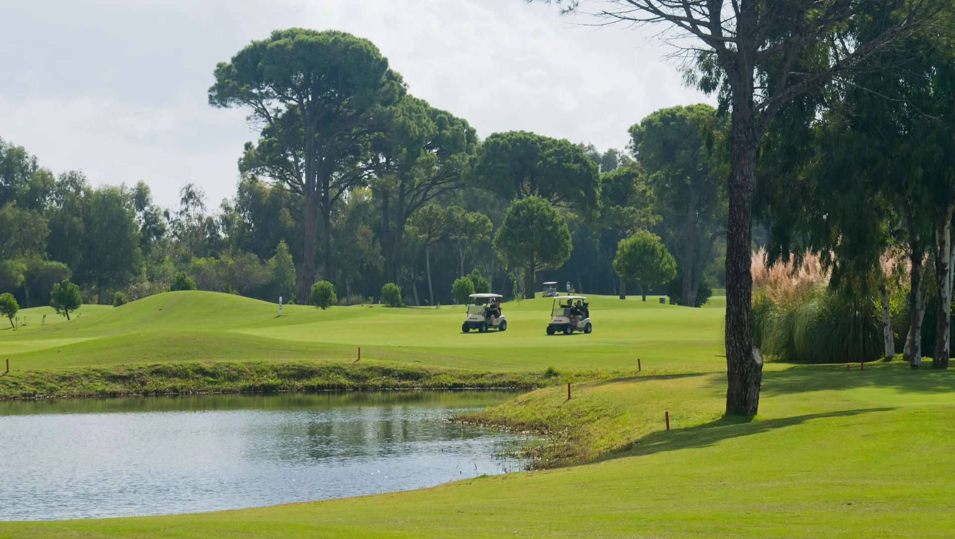 Teich und Pinien am Golfplatz